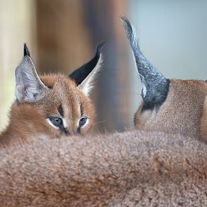 Caracal (Southern caracal) : Hamerton : 29 Sep 2019