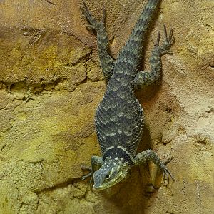 Blue spiny lizard : Hamerton : 29 Sep 2019