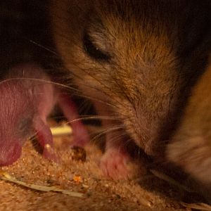 Spinifex hopping mouse : Hamerton : 29 Sep 2019