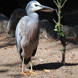 White-faced Heron (Egretta novaehollandiae), 2019-08-04