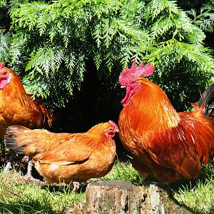 Free-ranging chickens (Gallus gallus domesticus), 2019-08-04