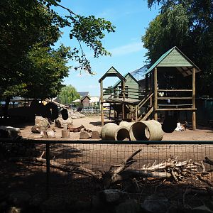 Pygmy goat petting paddock, 2019-08-04
