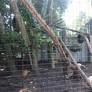 Ring-tailed coati cage, 2019-08-04