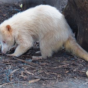 Albino Ring-tailed coati (Nasua nasua), 2019-08-04