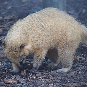 Ring-tailed coati (Nasua nasua), 2019-08-04