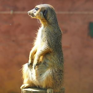 Meerkat (Suricata suricatta), 2019-08-04