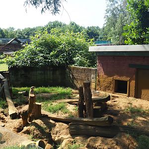 Meerkat exhibit, 2019-08-04