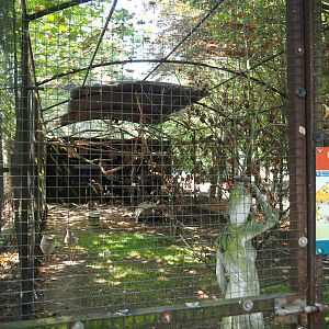 Eclectus parrot and red-legged seriema aviary, 2019-08-04