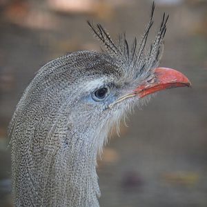 Red-legged seriema (Cariama cristata), 2019-08-04