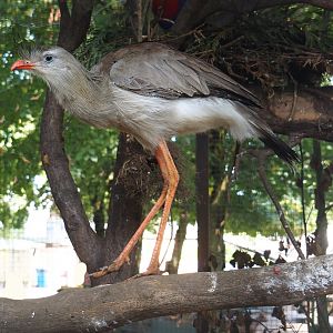Red-legged seriema (Cariama cristata), 2019-08-04