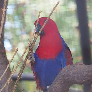 Female Eclectus parrot (Eclectus roratus) chewing on branches, 2019-08-04