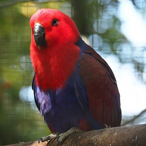 Female Eclectus parrot (Eclectus roratus), 2019-08-04