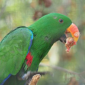 Male Eclectus parrot (Eclectus roratus) chewing on one-day chick head, 2019-08-04