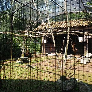 Mixed small and medium-sized parrot aviary, 2019-08-04