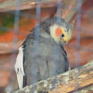 Cockatiel (Nymphicus hollandicus), 2019-08-04