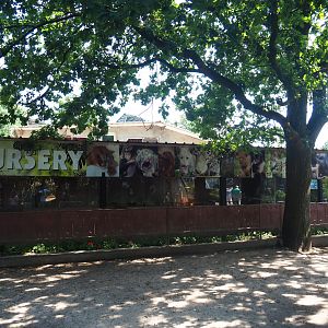 Nursery with lesser hedgehog tenrec and four-toed hedgehog exhibits and raising exhibits, 2019-08-04