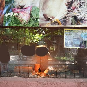Lesser hedgehog tenrec exhibit, 2019-08-04