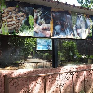 Lesser hedgehog tenrec exhibits, 2019-08-04