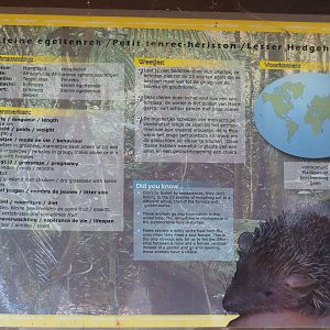 Lesser hedgehog tenrec signage, 2019-08-04