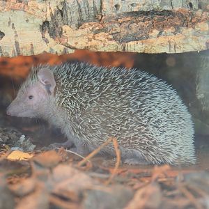 Lesser hedgehog tenrec (Echinops telfairi), 2019-08-04
