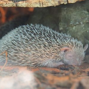 Lesser hedgehog tenrec (Echinops telfairi), 2019-08-04