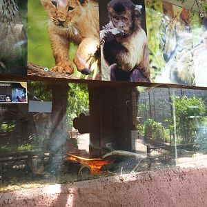 Four-toed hedgehog exhibits, 2019-08-04