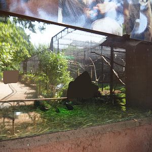Domestic chicken raising exhibit, 2019-08-04
