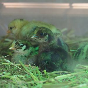 Striped domestic chicken chicks (Gallus gallus domesticus), 2019-08-04
