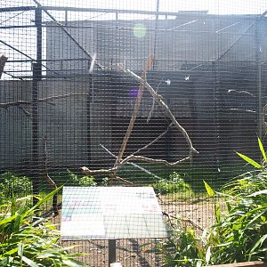 Galah aviary, 2019-08-04