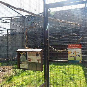 Eleonora sulphur-crested cockatoo, 2019-08-04