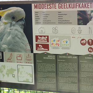 Eleonora sulphur-crested cockatoo signage, 2019-08-04