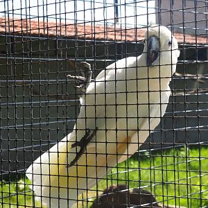 Eleonora sulphur-crested cockatoo (Cacatua galerita eleonora), 2019-08-04