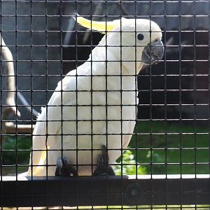 Eleonora sulphur-crested cockatoo (Cacatua galerita eleonora), 2019-08-04