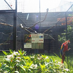 Scarlet macaw and Lady Amherst's pheasant aviary, 2019-08-04