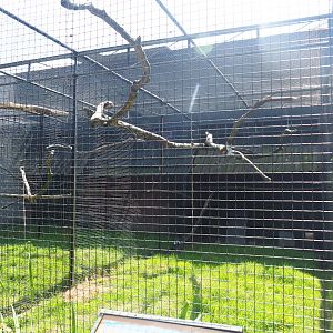 Scarlet macaw and Lady Amherst's pheasant aviary, 2019-08-04