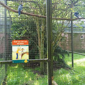 Black-throated magpie-jay aviary, 2019-08-04