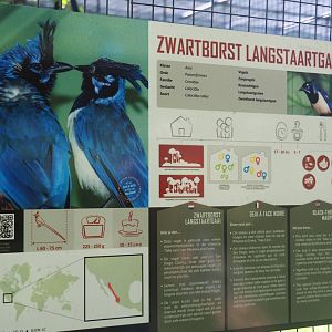 Black-throated magpie-jay signage, 2019-08-04