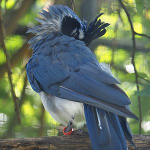Preening Black-throated magpie-jay (Cyanocorax colliei), 2019-08-04