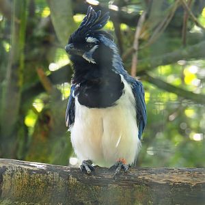 Black-throated magpie-jay (Cyanocorax colliei), 2019-08-04