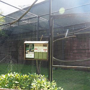 Greater Vasa parrot aviary, 2019-08-04