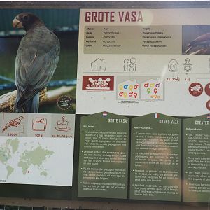 Greater Vasa parrot aviary, 2019-08-04