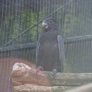 Greater Vasa parrot (Coracopsis vasa), 2019-08-04