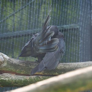 Preening Greater Vasa parrot (Coracopsis vasa), 2019-08-04