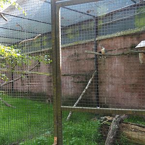 Blue-winged kookaburra aviary, 2019-08-04