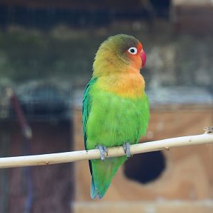 Fischer's lovebird (Agapornis fischeri), 2019-08-04