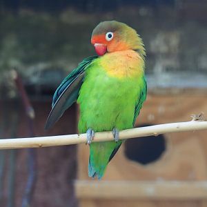 Preening Fischer's lovebird (Agapornis fischeri), 2019-08-04
