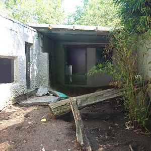 Azara's agouti exhibit, 2019-08-04