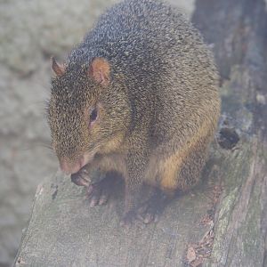 Azara's agouti (Dasyprocta azarae), 2019-08-04