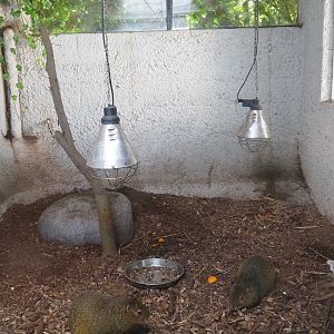 Azara's agouti indoor housing, 2019-08-04