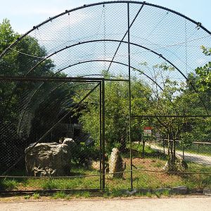 Pied crown and Southern ground hornbill aviary, 2019-08-04